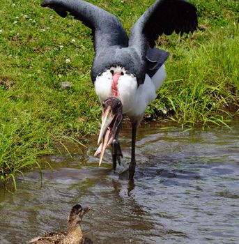 Picture of a Marabou Bird trying to scare a duck