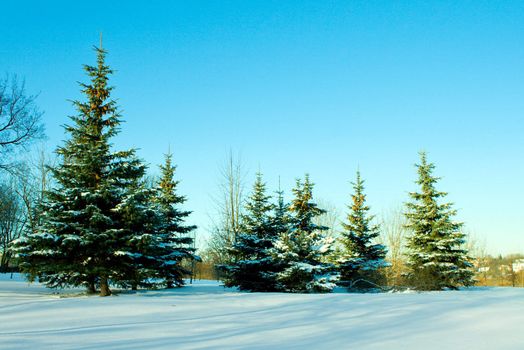 december fir trees covered with snow on blue sky