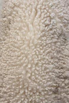 a white lambs curly fur