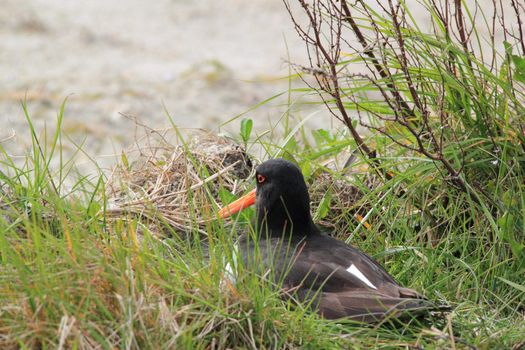 breeding oyster-catcher on nest