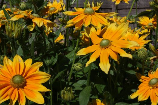 vibrant background picture of sunflowers basking in the sunshine