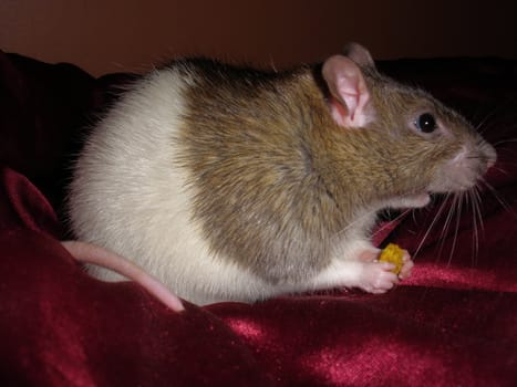 big rat eating rat food