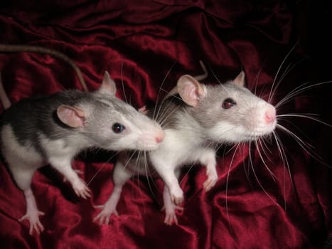 two curious pet rats on a burgundy background