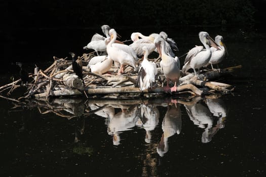 Flight of pelicans on the nest