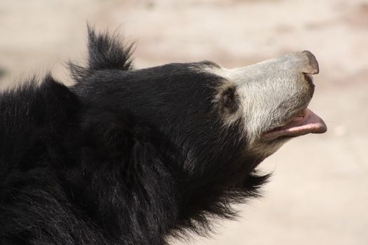 Portrait of a sloth bear in a profile