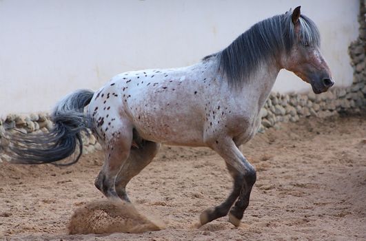 Gray horse running on an arena