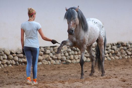 Girl trains a horse in a paddock