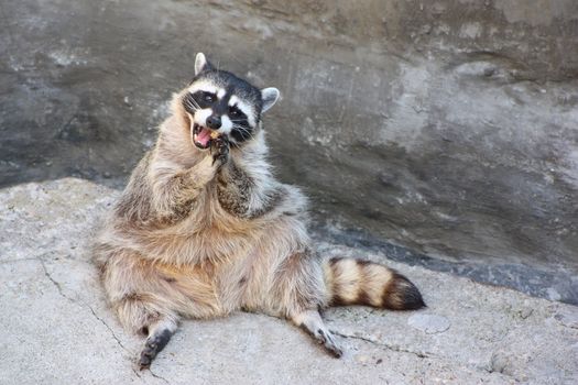 Sitting and eatting on the rock raccoon  