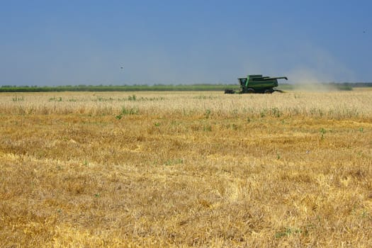 Combine reaps wheat crop in the field