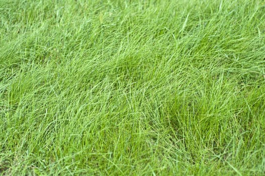 Texture of green grass closeup. Focus on the first stalks. Blur. Low depth of field.