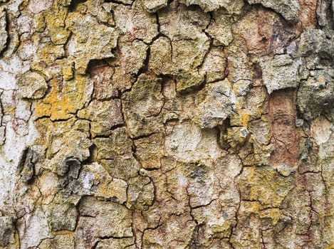 a close up of tree bark, for texture and background.