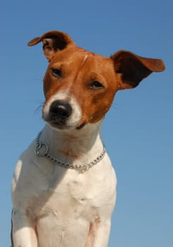 portrait of a beautiful purebred jack russel terrier
