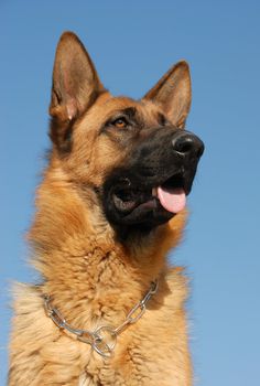 portrait of a beautiful purebred german shepherd