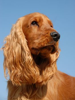 portrait of a beautiful english cocker spaniel in a blue sky