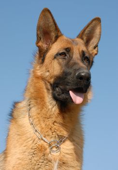 portrait of a beautiful purebred german shepherd