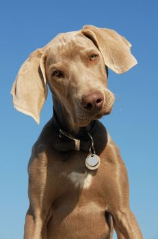 puppy purebred weimaraner in a blue sky