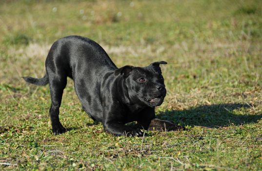 purebred staffordshire bull terrier playing in a field