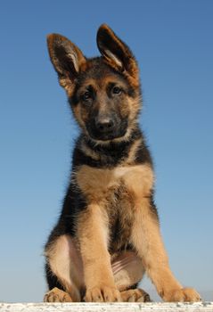 portrait of a puppy german shepherd on a blue sky