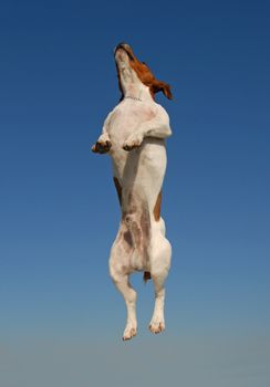 jumping purebred jack russel terrier in a blue sky