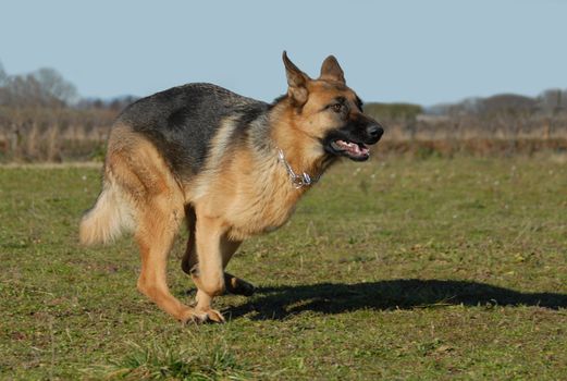 beautiful female german shepherd running in a field