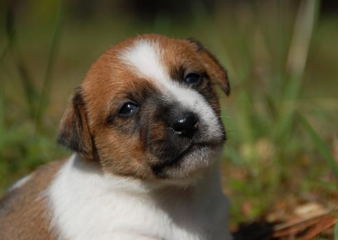 very young puppy purebred jack russel terrier