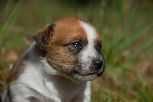 very young puppy purebred jack russel terrier