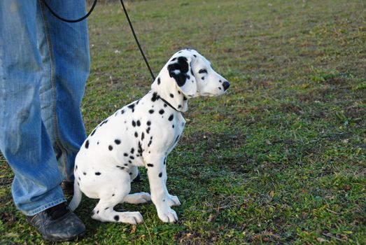 young puppy purebred dalmatian sitting near the foot