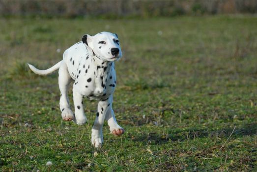young puppy purebred dalmatian running in a garden