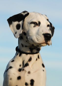 portrait of a puppy purebred dalmatian in a blue sky