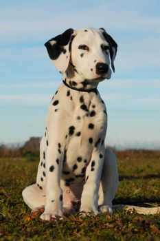 portrait of a puppy purebred dalmatian in a blue sky