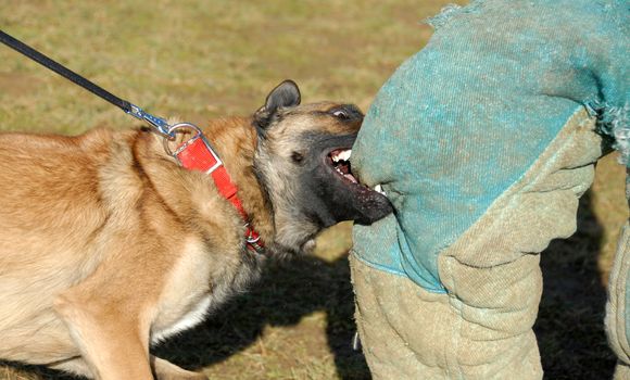 belgian shepherd malinois biting a policeman in a training