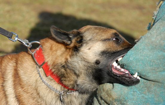 training of a police dog: belgian shepherd malinois