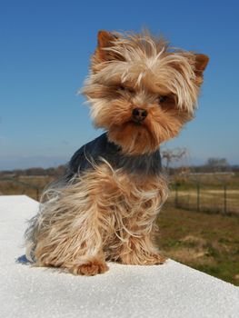 portrait of a cute purebred yorkshire terrier sitting 