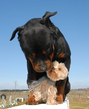 rottweiler and her best friend miniature yorkshire terrier