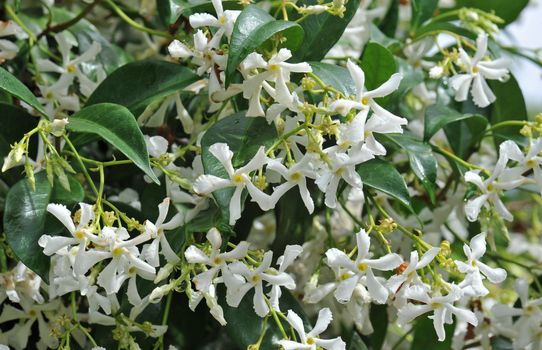 close up of a jasmin flower  in the morning