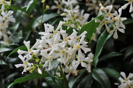 close up of a jasmin flower on a dark background in the morning