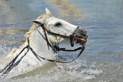  swimming Camargue horseswith bridle in the water