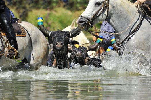 swimming bull and horses in the river