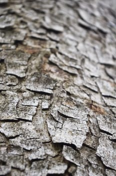 a abstract background of a tree bark texture