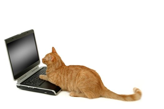 A cat and a laptop on white background. The cat is lying in fron of a laptop
