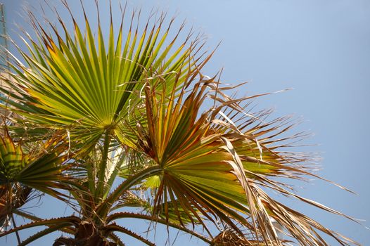 Plam leafs and blue sky.