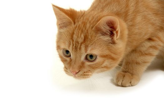 Hunting kitten isolated on a white background.