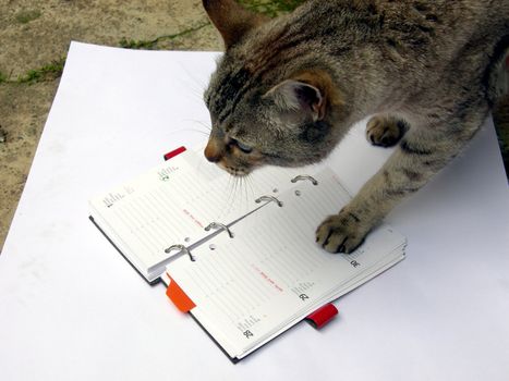 Cat reading notekeeper