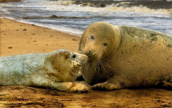A female Atlantic Grey Seal with her pup at Donna Nook in Lincolnshire, England.