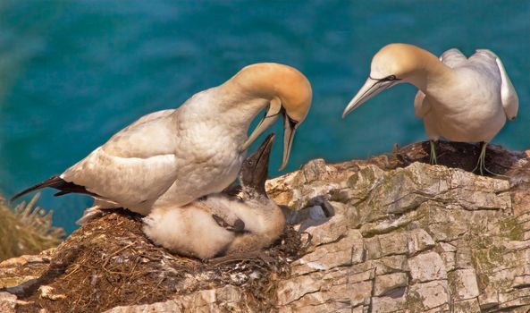 A female Northern Gannet feeding her chick with the male Gannetwatching closely.