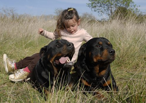 smiling little girl and two dangerous purebred rottweiler