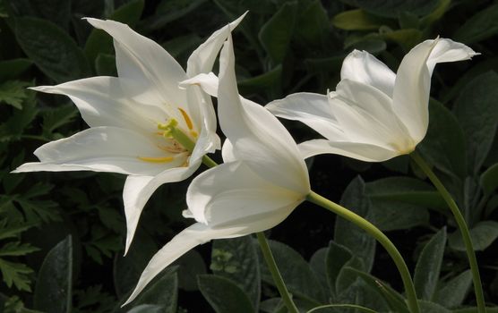 A white Lily flowered Tulip in a garden in Staffordshire England.