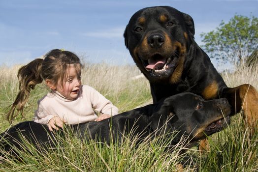little girl frightened and two dangerous purebred rottweiler