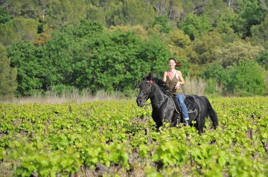 young woman and her black stallion in a vineyard