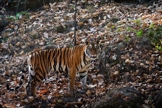 The tigress costs on stones and rapaciously looks in a lens.